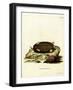 Eastern Mole-null-Framed Giclee Print