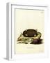 Eastern Mole-null-Framed Giclee Print