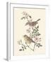 Eastern Olivaceous and Icterine Warblers-Anatole Marlin-Framed Giclee Print