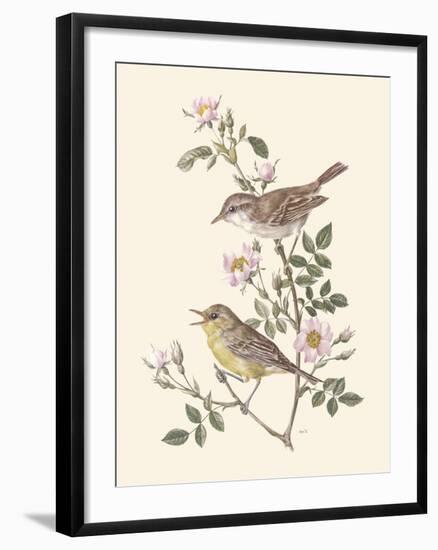 Eastern Olivaceous and Icterine Warblers-Anatole Marlin-Framed Giclee Print