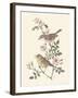 Eastern Olivaceous and Icterine Warblers-Anatole Marlin-Framed Giclee Print