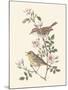 Eastern Olivaceous and Icterine Warblers-Anatole Marlin-Mounted Giclee Print