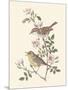 Eastern Olivaceous and Icterine Warblers-Anatole Marlin-Mounted Giclee Print