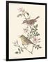 Eastern Olivaceous and Icterine Warblers-Anatole Marlin-Framed Giclee Print