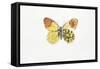 Eastern Orange Tip (Anthocaris Damone)-null-Framed Stretched Canvas