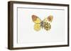 Eastern Orange Tip (Anthocaris Damone)-null-Framed Giclee Print