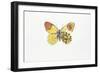 Eastern Orange Tip (Anthocaris Damone)-null-Framed Giclee Print