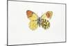 Eastern Orange Tip (Anthocaris Damone)-null-Mounted Giclee Print