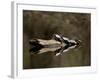 Eastern Painted Turtles, Farmington River, Tariffville, Connecticut, Usa-Jerry & Marcy Monkman-Framed Photographic Print