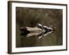 Eastern Painted Turtles, Farmington River, Tariffville, Connecticut, Usa-Jerry & Marcy Monkman-Framed Photographic Print