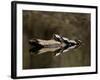 Eastern Painted Turtles, Farmington River, Tariffville, Connecticut, Usa-Jerry & Marcy Monkman-Framed Photographic Print