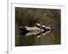 Eastern Painted Turtles, Farmington River, Tariffville, Connecticut, Usa-Jerry & Marcy Monkman-Framed Photographic Print