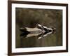 Eastern Painted Turtles, Farmington River, Tariffville, Connecticut, Usa-Jerry & Marcy Monkman-Framed Photographic Print