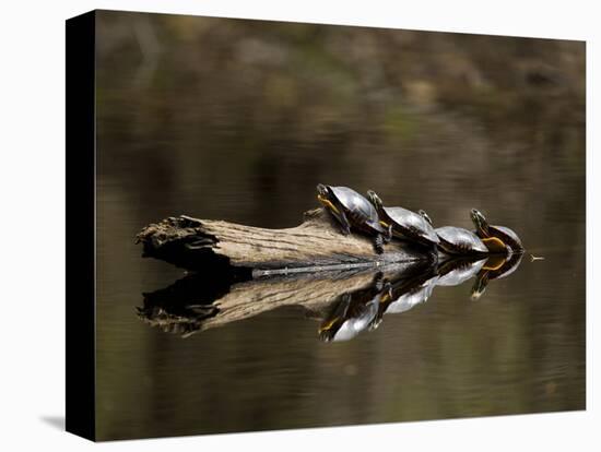 Eastern Painted Turtles, Farmington River, Tariffville, Connecticut, Usa-Jerry & Marcy Monkman-Stretched Canvas