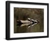 Eastern Painted Turtles, Farmington River, Tariffville, Connecticut, Usa-Jerry & Marcy Monkman-Framed Photographic Print