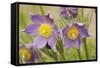 Eastern Pasque Flower-null-Framed Stretched Canvas
