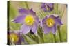 Eastern Pasque Flower-null-Stretched Canvas