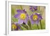 Eastern Pasque Flower-null-Framed Photographic Print