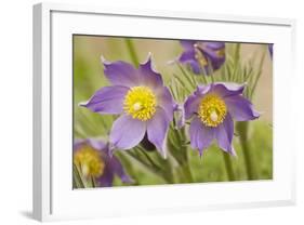 Eastern Pasque Flower-null-Framed Photographic Print