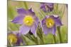 Eastern Pasque Flower-null-Mounted Photographic Print
