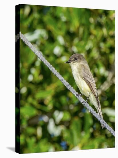 Eastern Phoebe-Gary Carter-Stretched Canvas