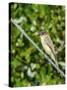 Eastern Phoebe-Gary Carter-Stretched Canvas
