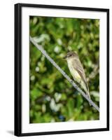 Eastern Phoebe-Gary Carter-Framed Photographic Print