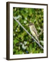 Eastern Phoebe-Gary Carter-Framed Photographic Print