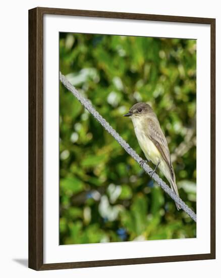 Eastern Phoebe-Gary Carter-Framed Photographic Print