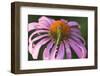 Eastern Pondhawk on Purple Coneflower, Marion, Illinois, Usa-Richard ans Susan Day-Framed Photographic Print