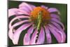 Eastern Pondhawk on Purple Coneflower, Marion, Illinois, Usa-Richard ans Susan Day-Mounted Photographic Print