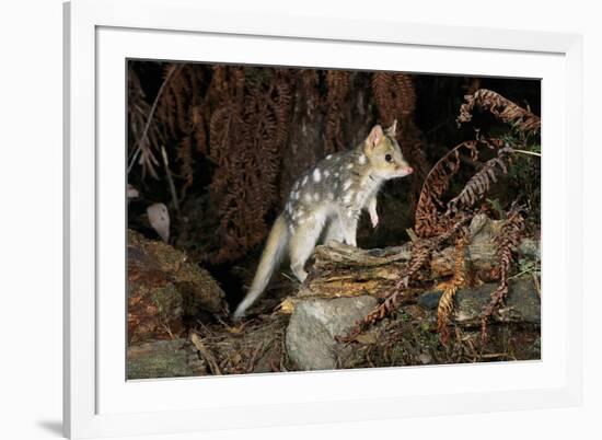 Eastern Quoll, Pale Phase (Dasyurus Viverrinus) Tasmania, Australia-Dave Watts-Framed Photographic Print