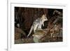 Eastern Quoll, Pale Phase (Dasyurus Viverrinus) Tasmania, Australia-Dave Watts-Framed Photographic Print