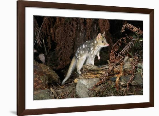 Eastern Quoll, Pale Phase (Dasyurus Viverrinus) Tasmania, Australia-Dave Watts-Framed Photographic Print