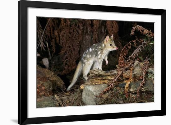 Eastern Quoll, Pale Phase (Dasyurus Viverrinus) Tasmania, Australia-Dave Watts-Framed Photographic Print