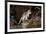 Eastern Quoll, Pale Phase (Dasyurus Viverrinus) Tasmania, Australia-Dave Watts-Framed Photographic Print