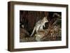 Eastern Quoll, Pale Phase (Dasyurus Viverrinus) Tasmania, Australia-Dave Watts-Framed Photographic Print