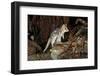 Eastern Quoll, Pale Phase (Dasyurus Viverrinus) Tasmania, Australia-Dave Watts-Framed Photographic Print