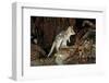 Eastern Quoll, Pale Phase (Dasyurus Viverrinus) Tasmania, Australia-Dave Watts-Framed Photographic Print