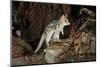 Eastern Quoll, Pale Phase (Dasyurus Viverrinus) Tasmania, Australia-Dave Watts-Mounted Photographic Print