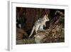 Eastern Quoll, Pale Phase (Dasyurus Viverrinus) Tasmania, Australia-Dave Watts-Framed Photographic Print