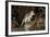 Eastern Quoll, Pale Phase (Dasyurus Viverrinus) Tasmania, Australia-Dave Watts-Framed Photographic Print