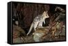 Eastern Quoll, Pale Phase (Dasyurus Viverrinus) Tasmania, Australia-Dave Watts-Framed Stretched Canvas