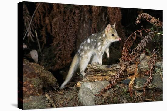 Eastern Quoll, Pale Phase (Dasyurus Viverrinus) Tasmania, Australia-Dave Watts-Stretched Canvas