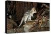 Eastern Quoll, Pale Phase (Dasyurus Viverrinus) Tasmania, Australia-Dave Watts-Stretched Canvas