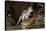 Eastern Quoll, Pale Phase (Dasyurus Viverrinus) Tasmania, Australia-Dave Watts-Stretched Canvas