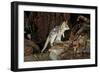 Eastern Quoll, Pale Phase (Dasyurus Viverrinus) Tasmania, Australia-Dave Watts-Framed Photographic Print