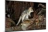 Eastern Quoll, Pale Phase (Dasyurus Viverrinus) Tasmania, Australia-Dave Watts-Mounted Photographic Print