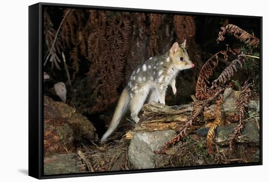 Eastern Quoll, Pale Phase (Dasyurus Viverrinus) Tasmania, Australia-Dave Watts-Framed Stretched Canvas