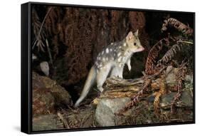 Eastern Quoll, Pale Phase (Dasyurus Viverrinus) Tasmania, Australia-Dave Watts-Framed Stretched Canvas